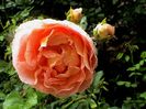 Abraham Darby (3)