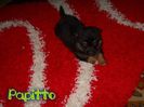 Papitto