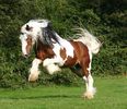 Connemara-Pony-horses-28907543-1024-879