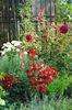 Bienenweide Rot si Munstead Wood