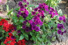 verbina(lantana camara)