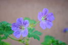 geranium rozanne