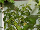 DSCN0370 pilea