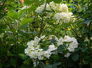 DSCN0374