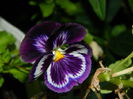 DSCN0394
