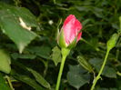DSCN0416