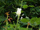 DSCN0417