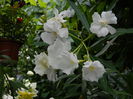 DSCN6955