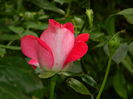 DSCN6959