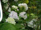 DSCN6962