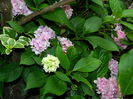 DSCN6965