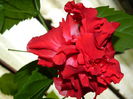 DSCN6994