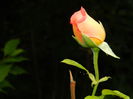 DSCN7000