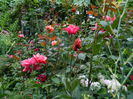 DSCN7003
