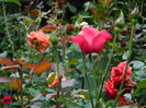 DSCN7006