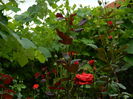 DSCN7013