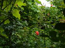 DSCN7021
