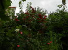 DSCN7033