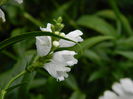 DSCN7040