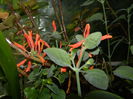 DSCN7074