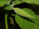 DSCN7088