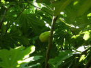 DSCN7090