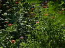 DSCN7091