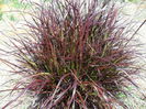 pennisetum rubrum