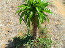 pachypodium lamerei