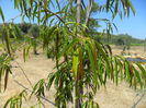 ficus binnendijkii