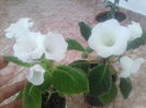 slipper alb si gloxi alba