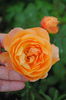 Lady Emma Hamilton, 10 iulie