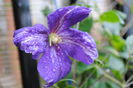 clematis Tie Dye