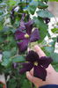 clematis Romantika