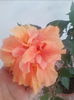 cairo apricot