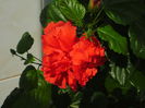 P6290040