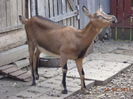 Caprioara-2