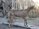 Caprioara Bambi