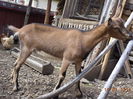 Caprioara roade lemne