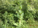 O planta deosebita