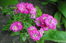 mixandre(matthiola incana)