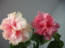 DSCF1336