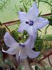 DSCF9374