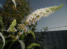 Buddleja davidii White (2014, Jun.27)