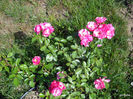 DSCN0158
