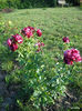 DSCN0107