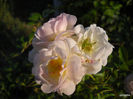 DSCN0114