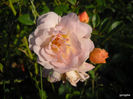 DSCN0117
