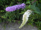 Buddleja Purple & White (2014, Jul.01)