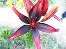 OLINA